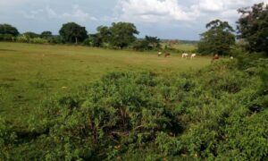 Part of the land which was given out to setup the sugarcane factory.